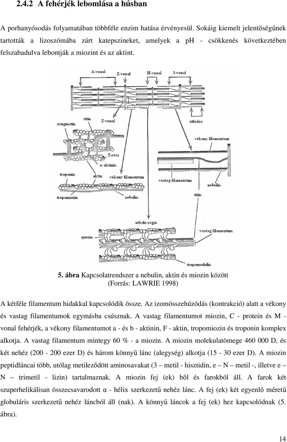 ábra Kapcsolatrendszer a nebulin, aktin és miozin között (Forrás: LAWRIE 1998) A kétféle filamentum hidakkal kapcsolódik össze.
