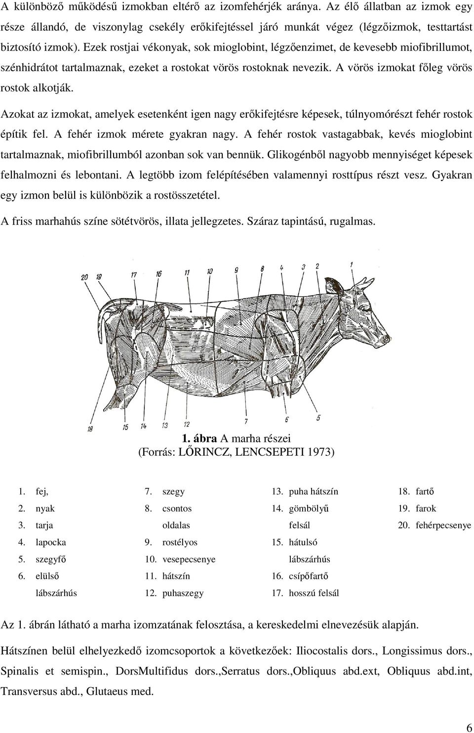 Azokat az izmokat, amelyek esetenként igen nagy erkifejtésre képesek, túlnyomórészt fehér rostok építik fel. A fehér izmok mérete gyakran nagy.