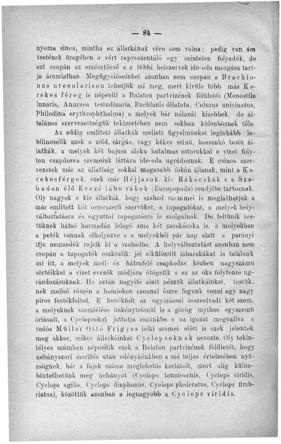 Megfigyeléseinket azonban nem csupán a Braobionus urceolarison tehetjük mi meg, mert kívüle több más Kerekes féreg is népesíti a Balaton par*tvizének fölületét (Monostila lunaris, Anuraea