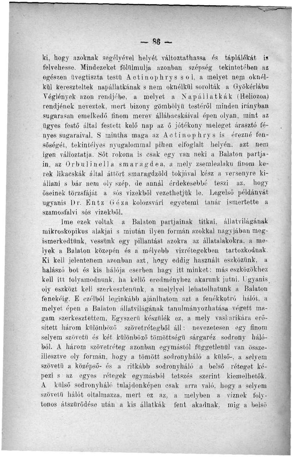 rendjébe, a melyet a Napállatkák (Heliozoa) rendjének neveztek, mert bizony gömbölyű, testéről minden irányban sugarasan emelkedő finom merev állábacskáival épen olyan, mint az ügyes festő által