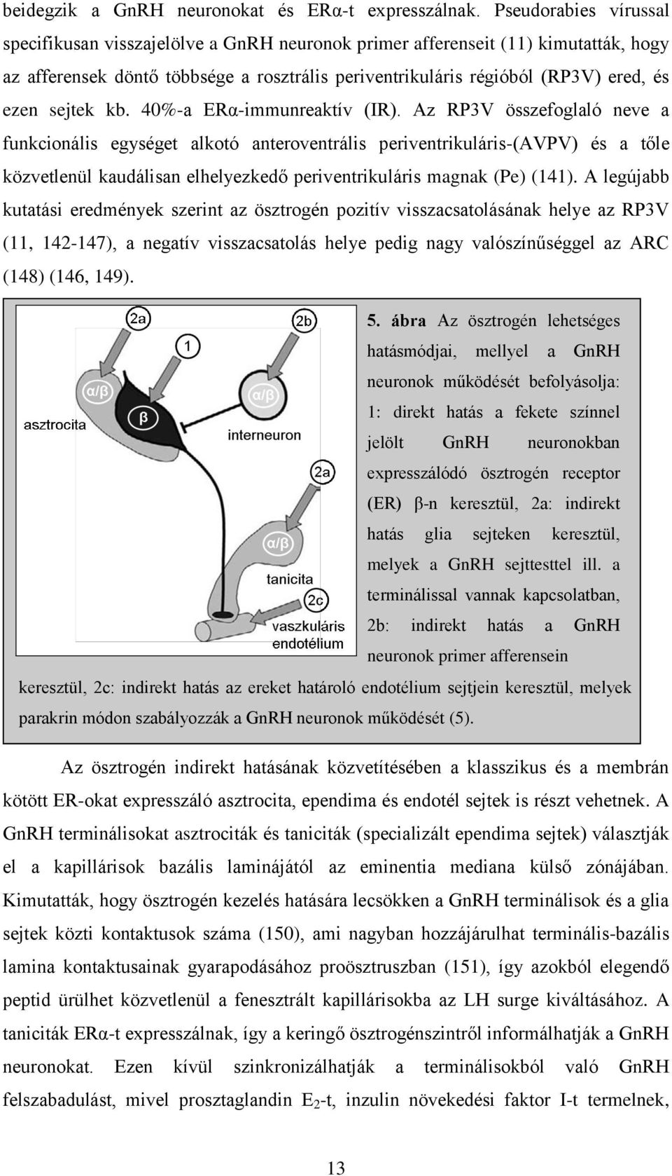 sejtek kb. 40%-a ERα-immunreaktív (IR).