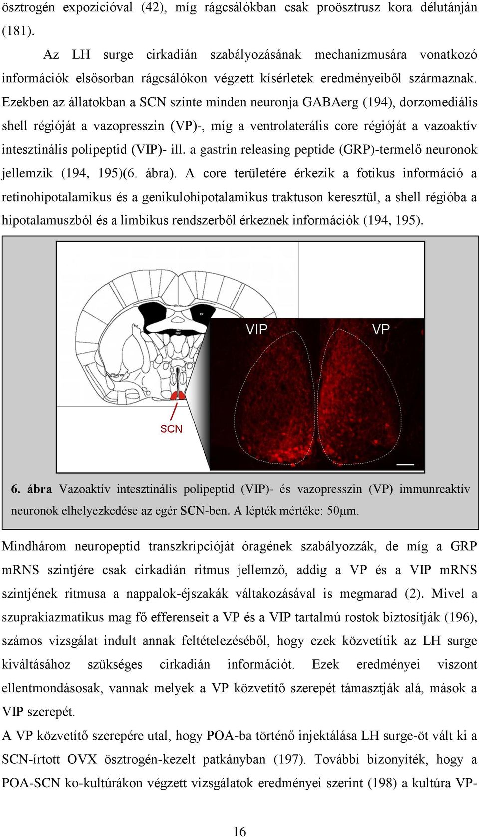 Ezekben az állatokban a SCN szinte minden neuronja GABAerg (194), dorzomediális shell régióját a vazopresszin (VP)-, míg a ventrolaterális core régióját a vazoaktív intesztinális polipeptid (VIP)-