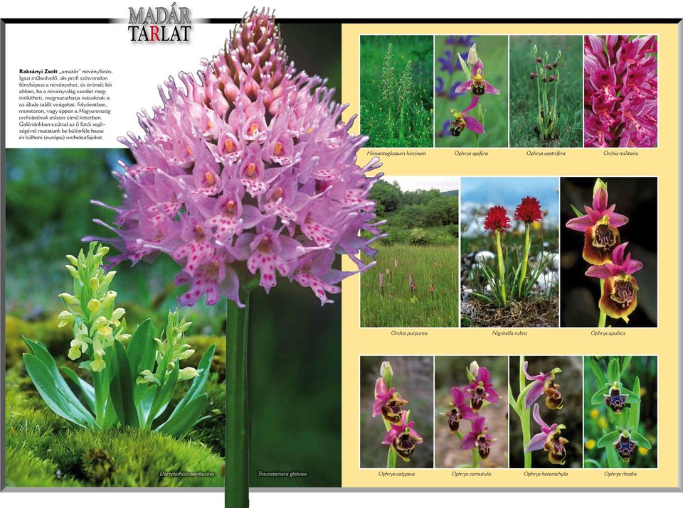talált virágokat: folyóiratban, monitoron, vagy éppen a Magyarország orchideáinak atlasza című kötetben.