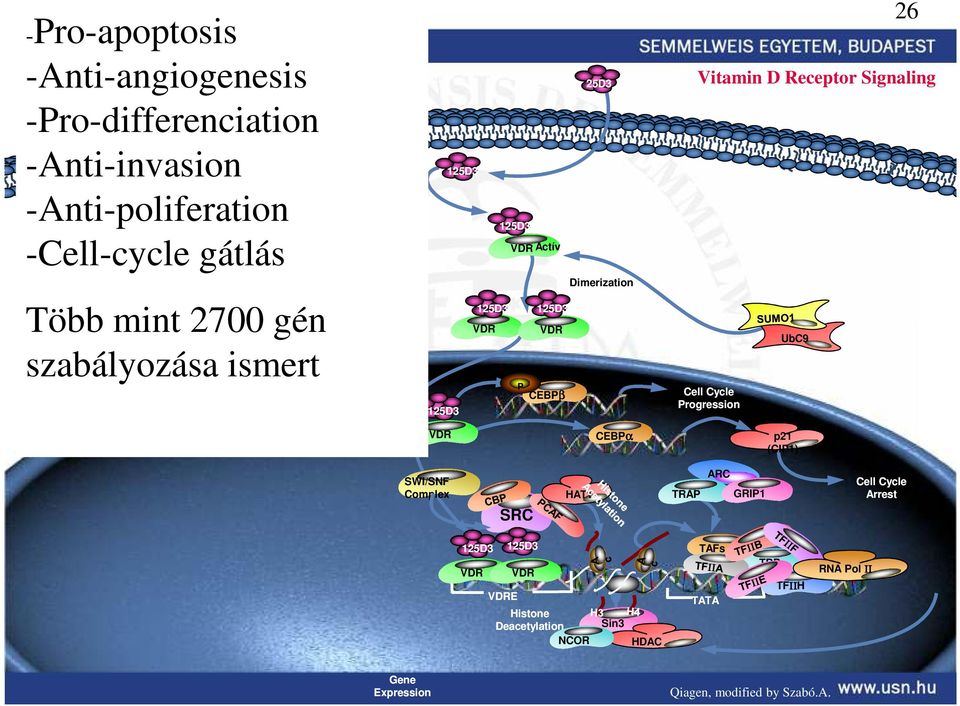 VDR UbC9 CEBPβ Cell Cycle Progression 125D3 CEBPα VDR p21 (CIP1) ARC SWI/SNF Complex TRAP HAT1 Cell Cycle Arrest GRIP1 SRC 125D3