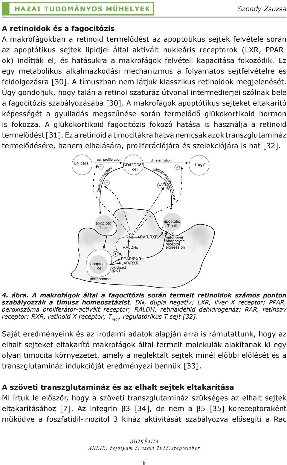 Ez egy metabolikus alkalmazkodási mechanizmus a folyamatos sejtfelvételre és feldolgozásra [30]. A tímuszban nem látjuk klasszikus retinoidok megjelenését.