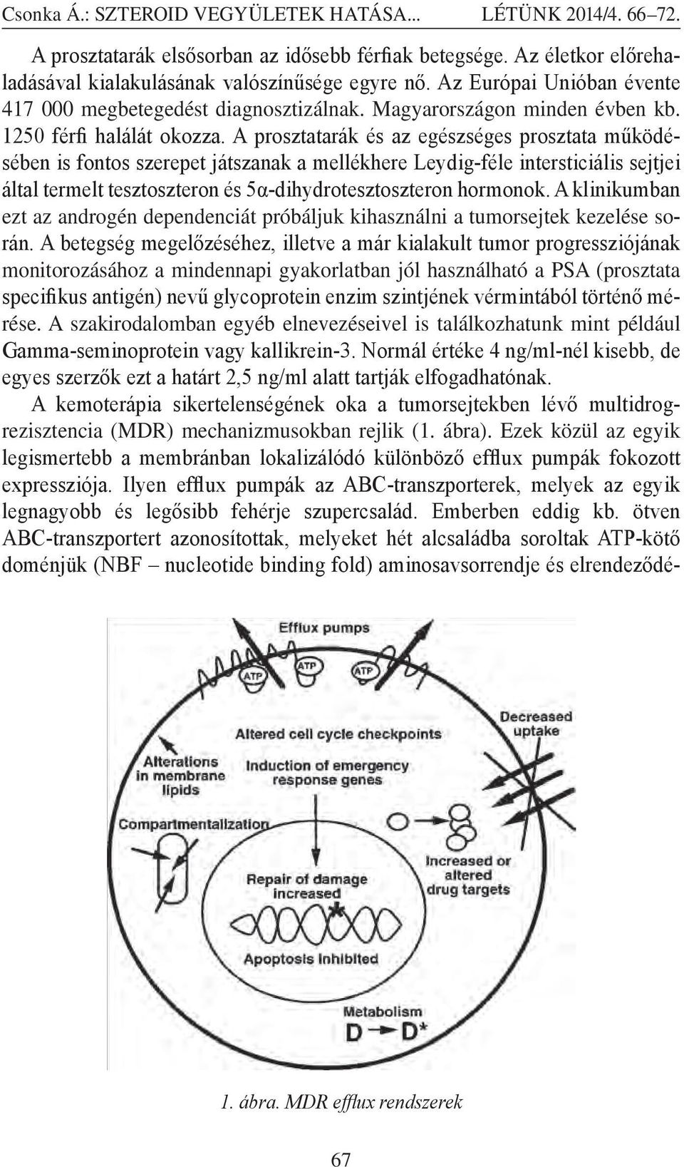 A prosztatarák és az egészséges prosztata működésében is fontos szerepet játszanak a mellékhere Leydig-féle intersticiális sejtjei által termelt tesztoszteron és 5α-dihydrotesztoszteron hormonok.