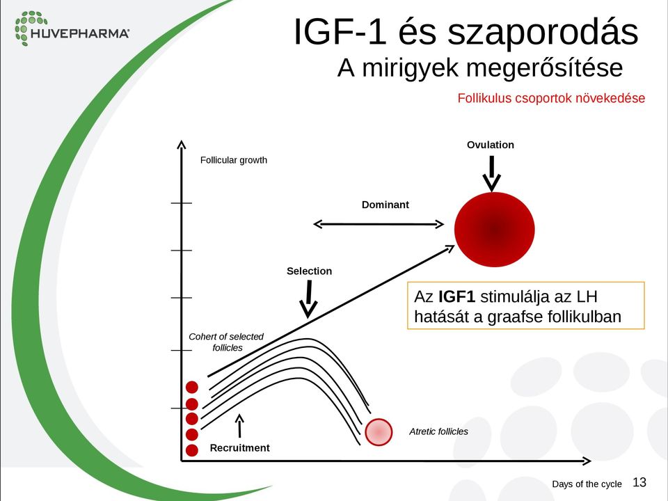 IGF1 stimulálja az LH hatását a graafse follikulban Cohert of