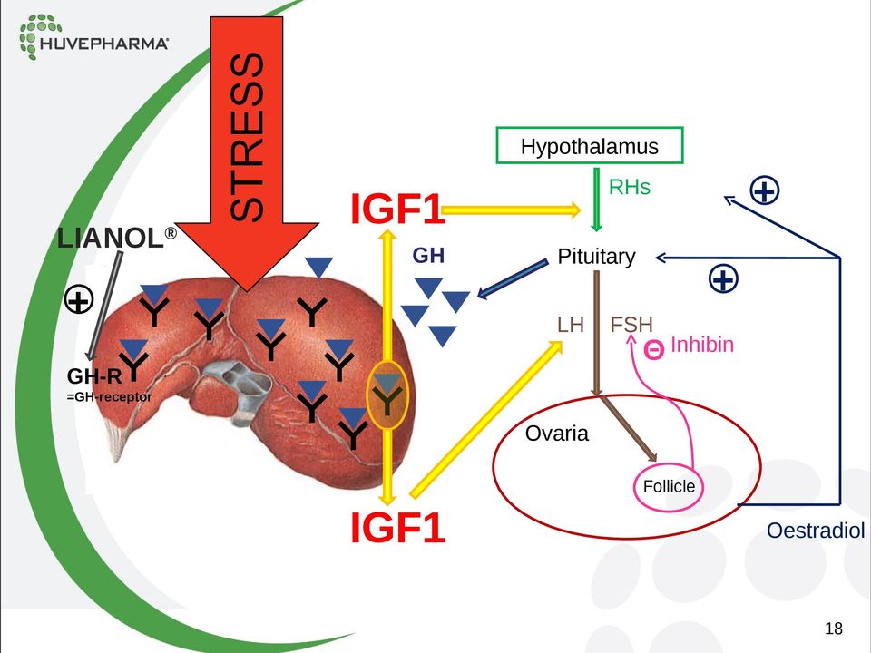 Θ Inhibin =GH-receptor Ovaria