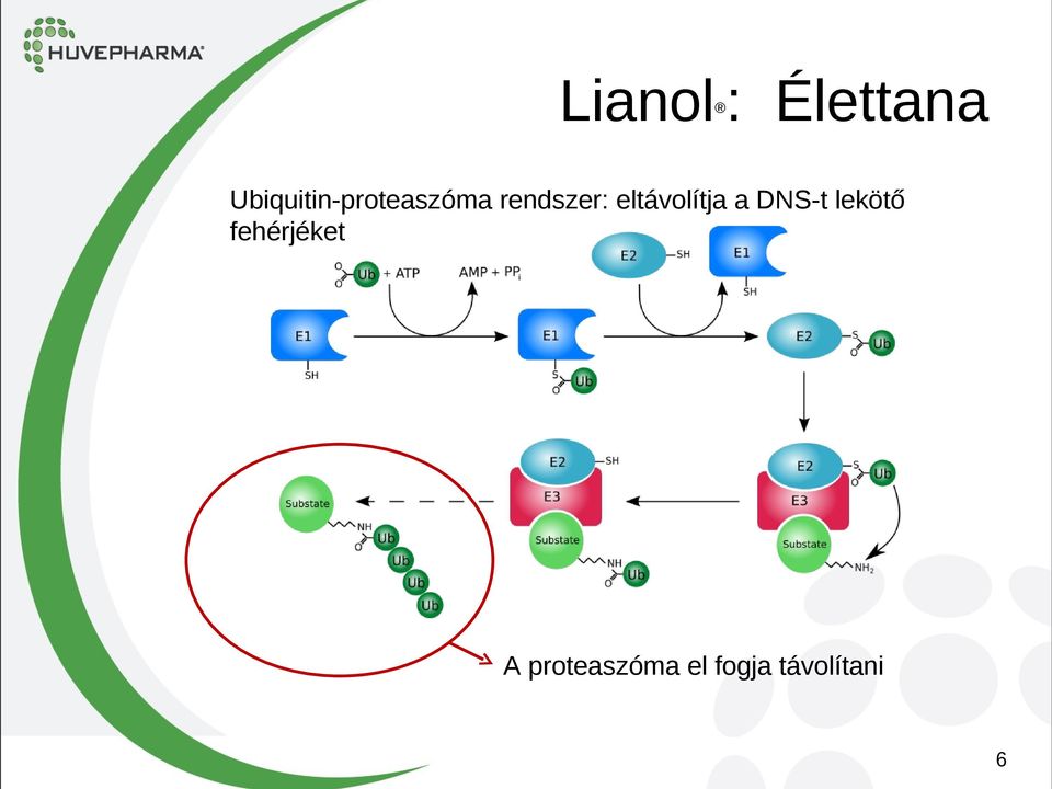 rendszer: eltávolítja a DNS-t