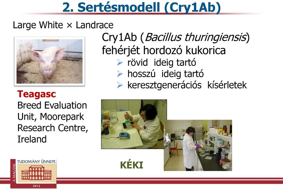 Sertésmodell (Cry1Ab) Large White Landrace Cry1Ab (Bacillus