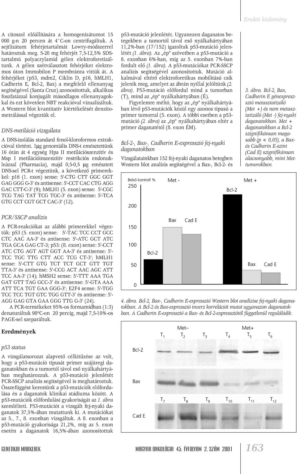 A fehérjéket (p53, mdm2, Ciklin D,, hmlh1, Cadherin E, Bcl-2, Bax) a megfelelô ellenanyag segítségével (Santa Cruz) azonosítottuk, alkalikus foszfatázzal konjugált másodlagos ellenanyagokkal és ezt