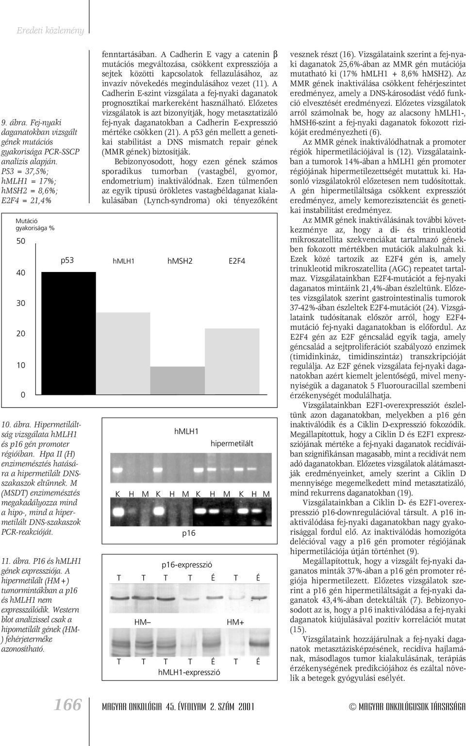 P16 és hmlh1 gének expressziója. A hipermetilált (HM+) tumormintákban a és hmlh1 nem expresszálódik. Western blot analízissel csak a hipometilált gének (HM- ) fehérjeterméke azonosítható.