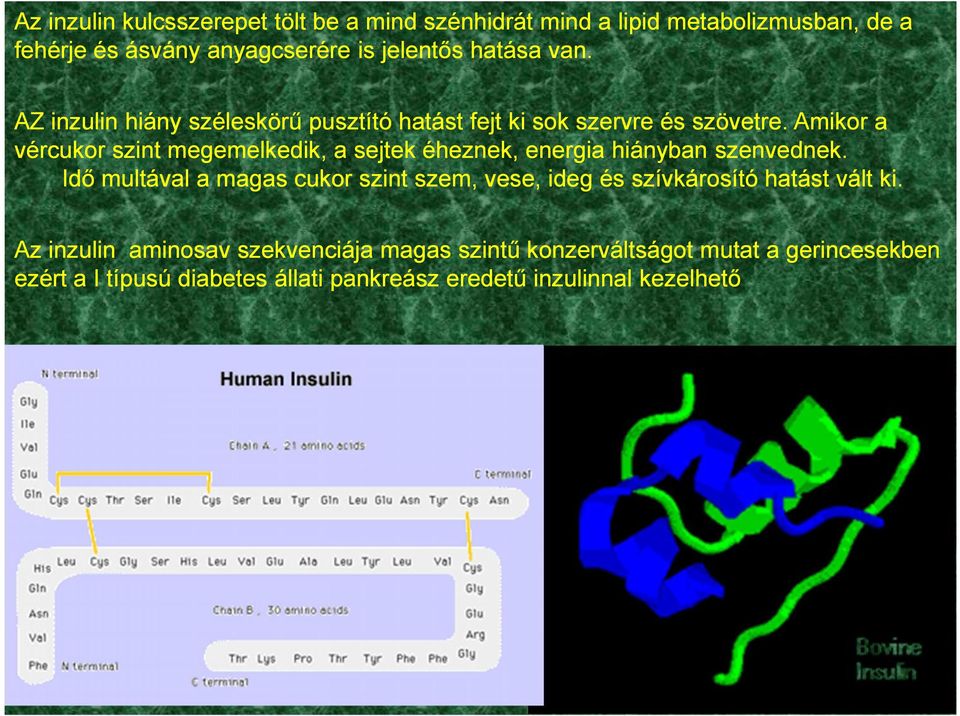 Amikor a vércukor szint megemelkedik, a sejtek éheznek, energia hiányban szenvednek.