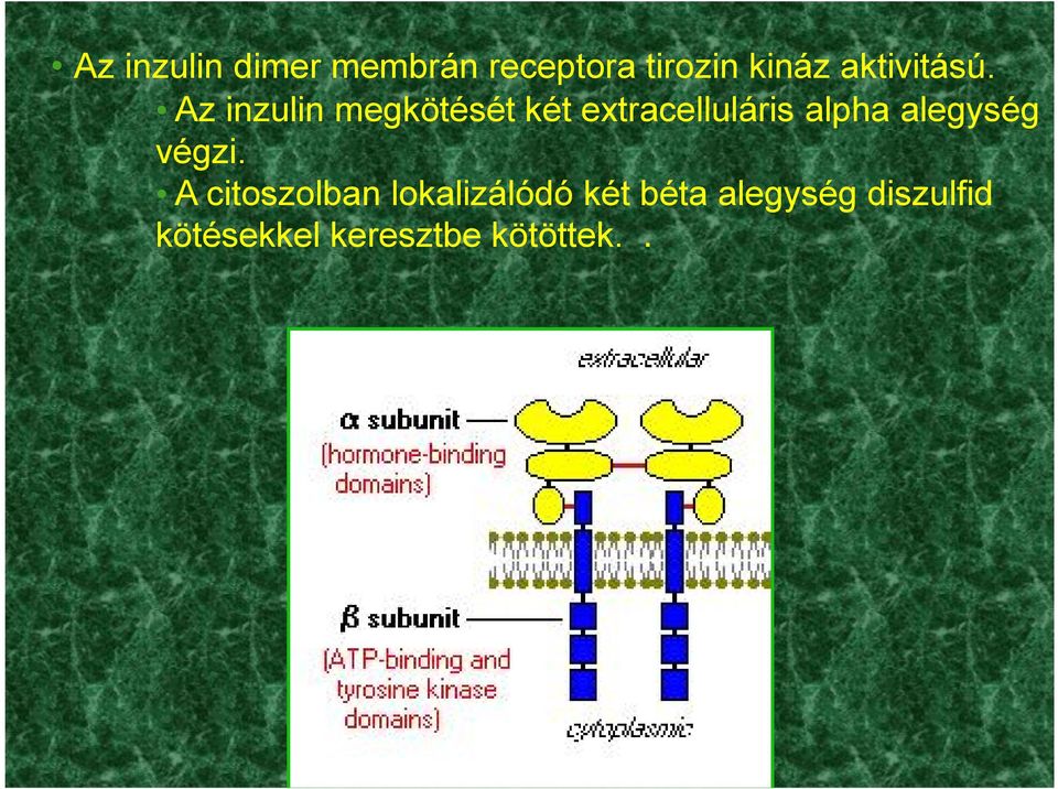 Az inzulin megkötését két extracelluláris alpha