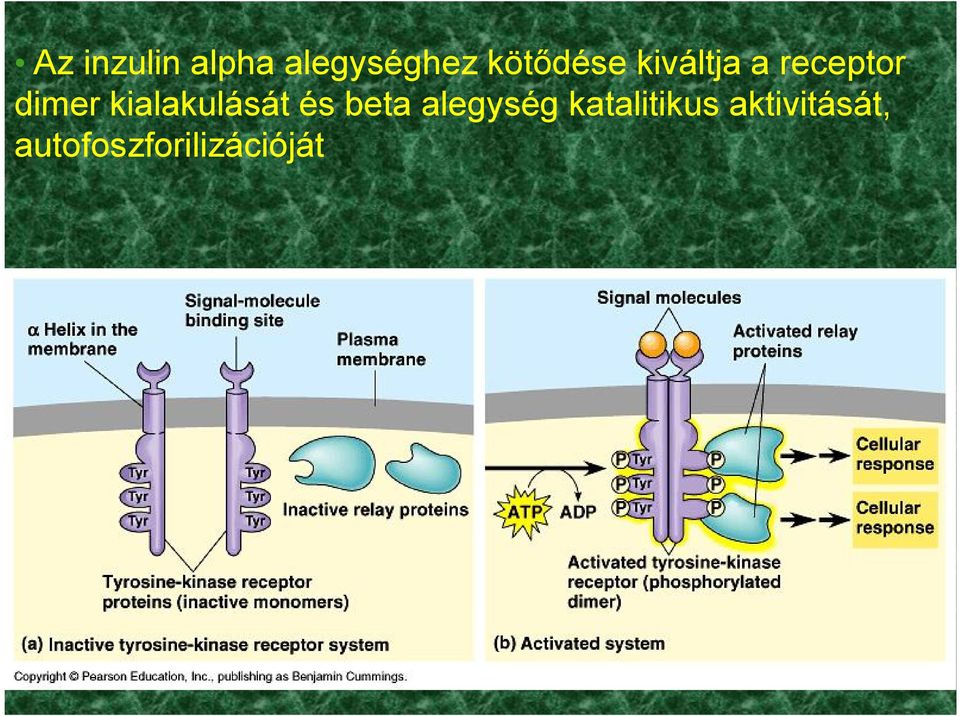 kialakulását és beta alegység