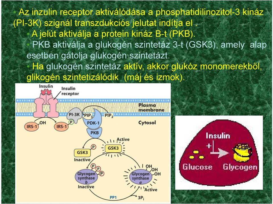 PKB aktiválja a glukogén szintetáz 3-t (GSK3), amely alap esetben gátolja glukogén
