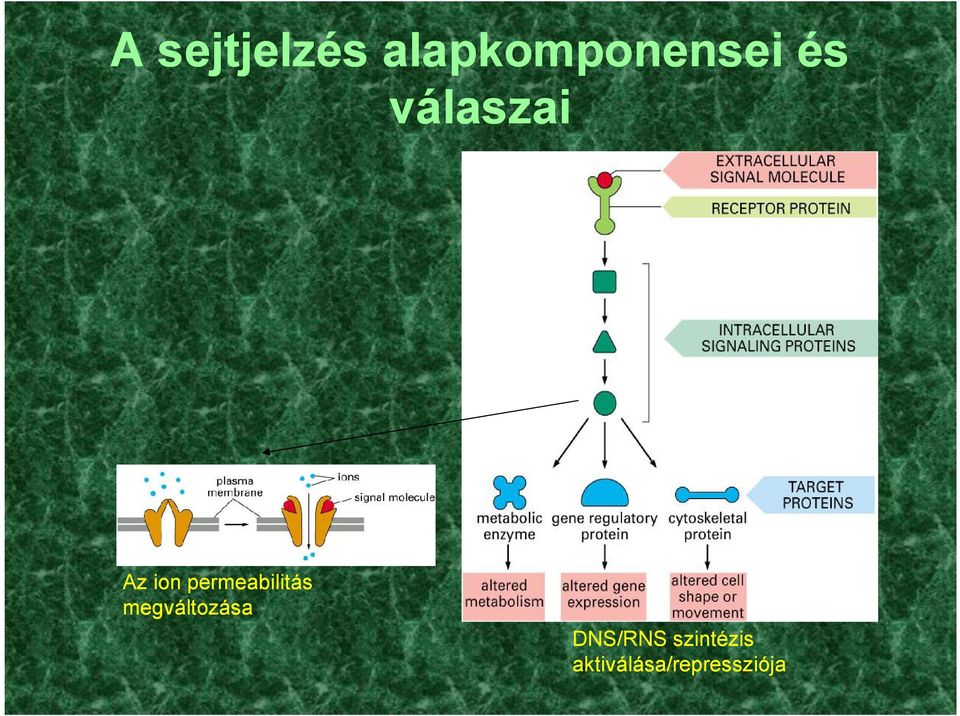 permeabilitás megváltozása DNS/RN DNS