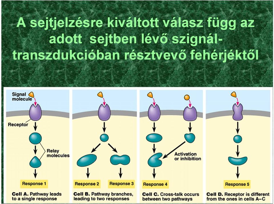 sejtben lévő