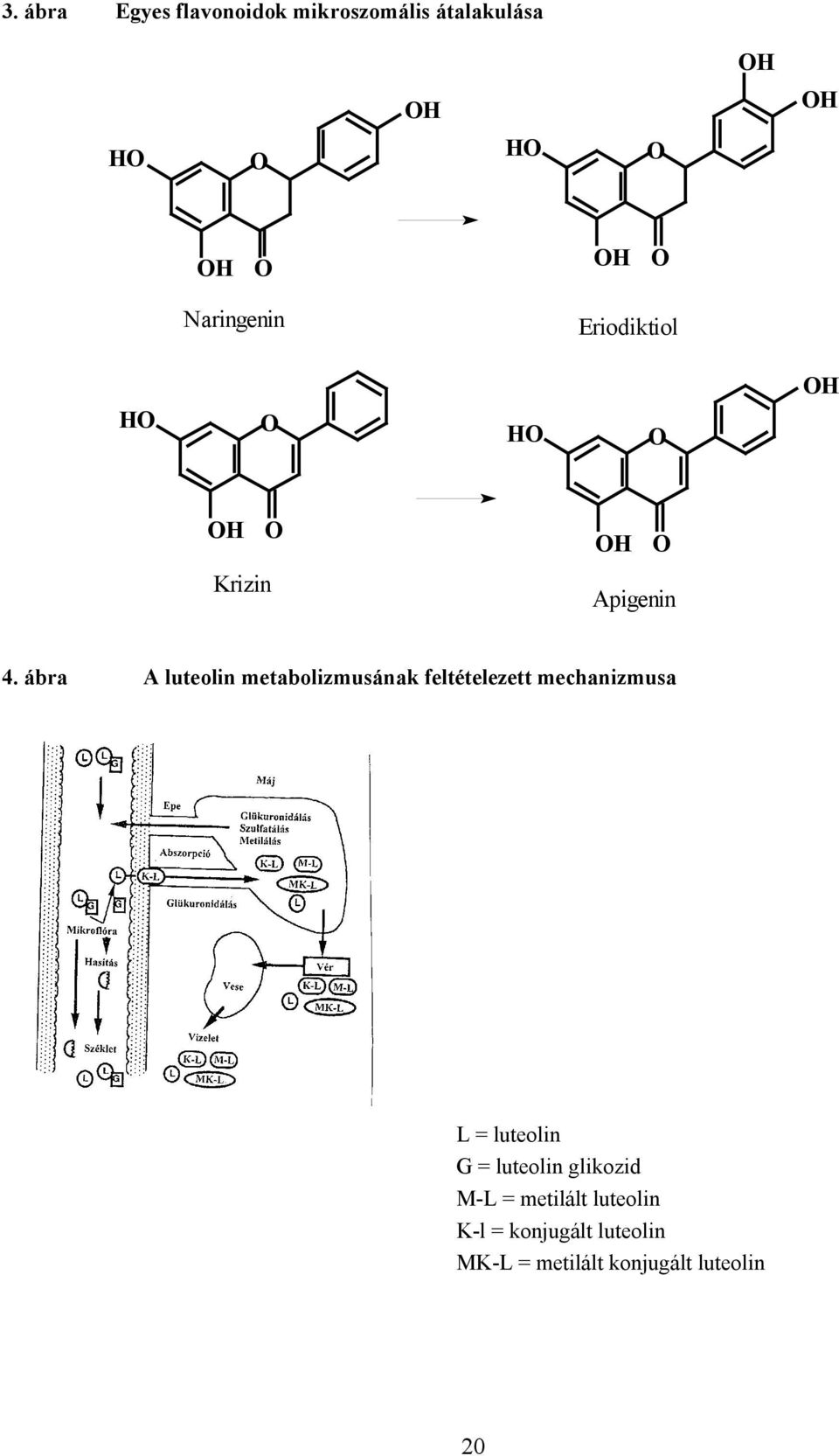 ábra A luteolin metabolizmusának feltételezett mechanizmusa L = luteolin G =