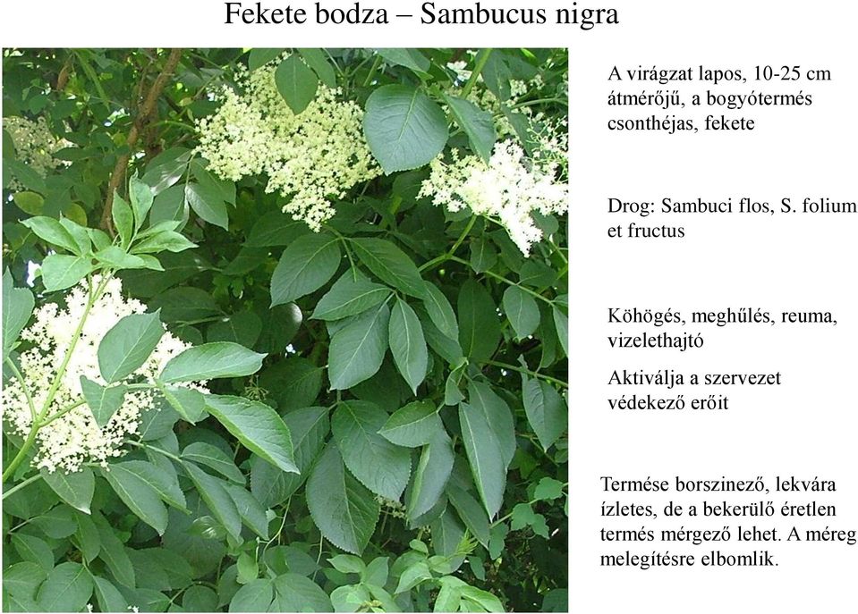 folium et fructus Köhögés, meghűlés, reuma, vizelethajtó Aktiválja a szervezet