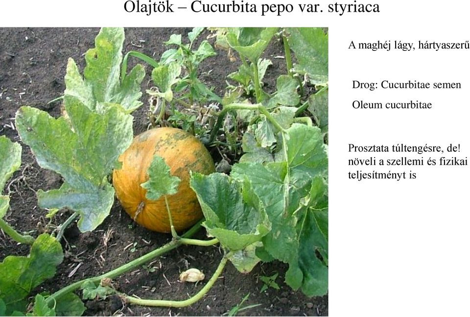 Cucurbitae semen Oleum cucurbitae Prosztata