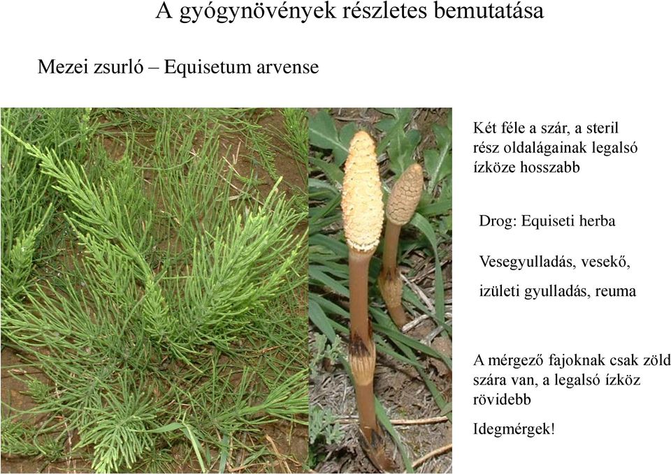 Drog: Equiseti herba Vesegyulladás, vesekő, izületi gyulladás, reuma A