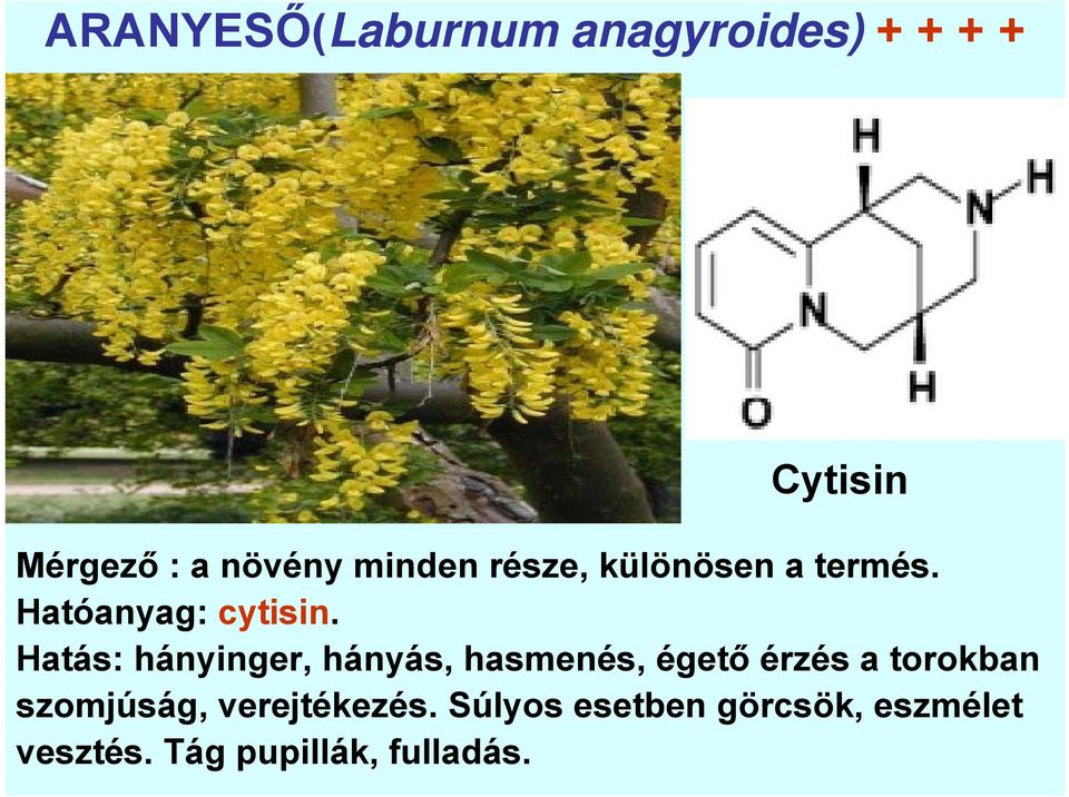 Hatás: hányinger, hányás, hasmenés, égető érzés a torokban