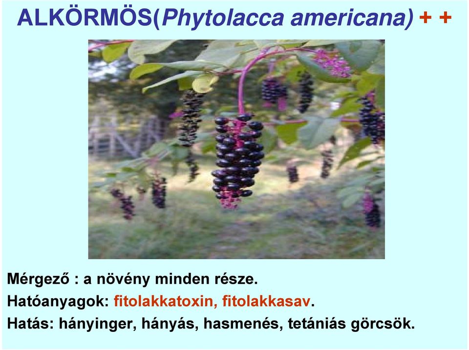 Hatóanyagok: fitolakkatoxin,