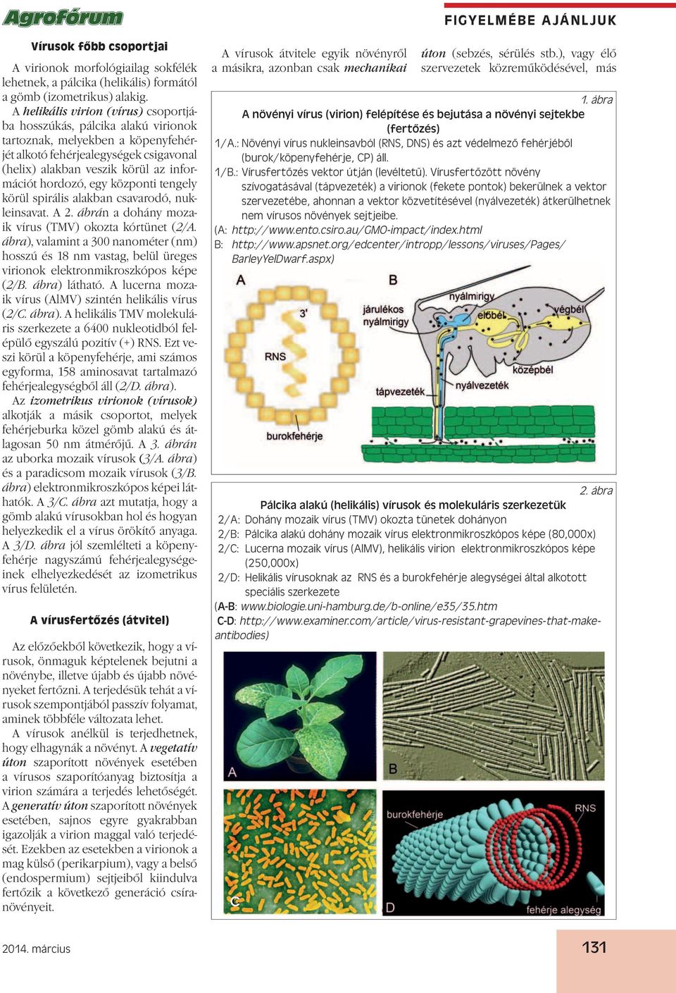 egy központi tengely körül spirális alakban csavarodó, nukleinsavat. A 2. ábrán a dohány mozaik vírus (TMV) okozta kórtünet (2/A.