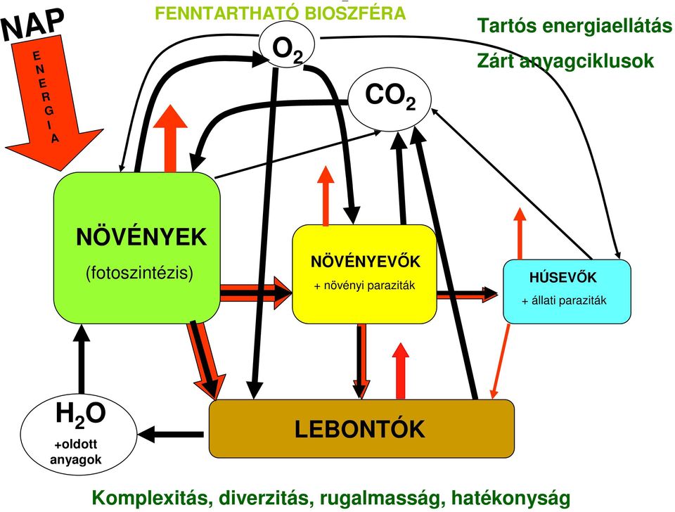 NÖVÉNYEVİK + növényi paraziták HÚSEVİK + állati paraziták H 2 O