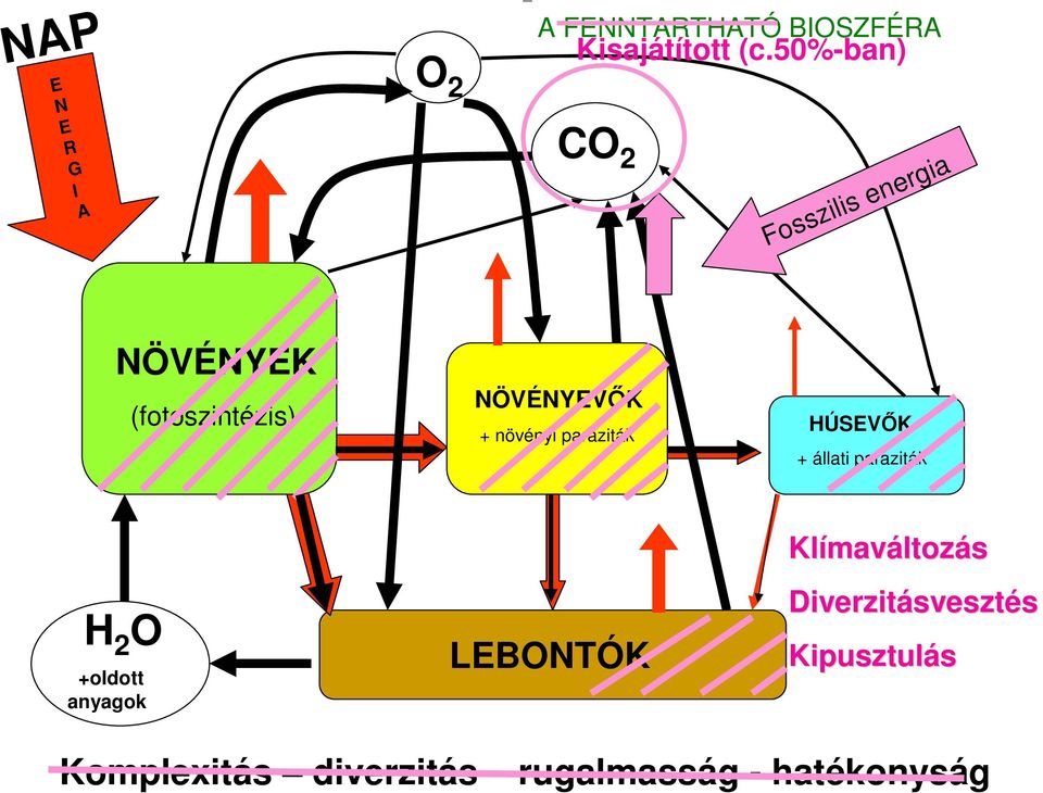 NÖVÉNYEVİK + növényi paraziták HÚSEVİK + állati paraziták H 2 O +oldott