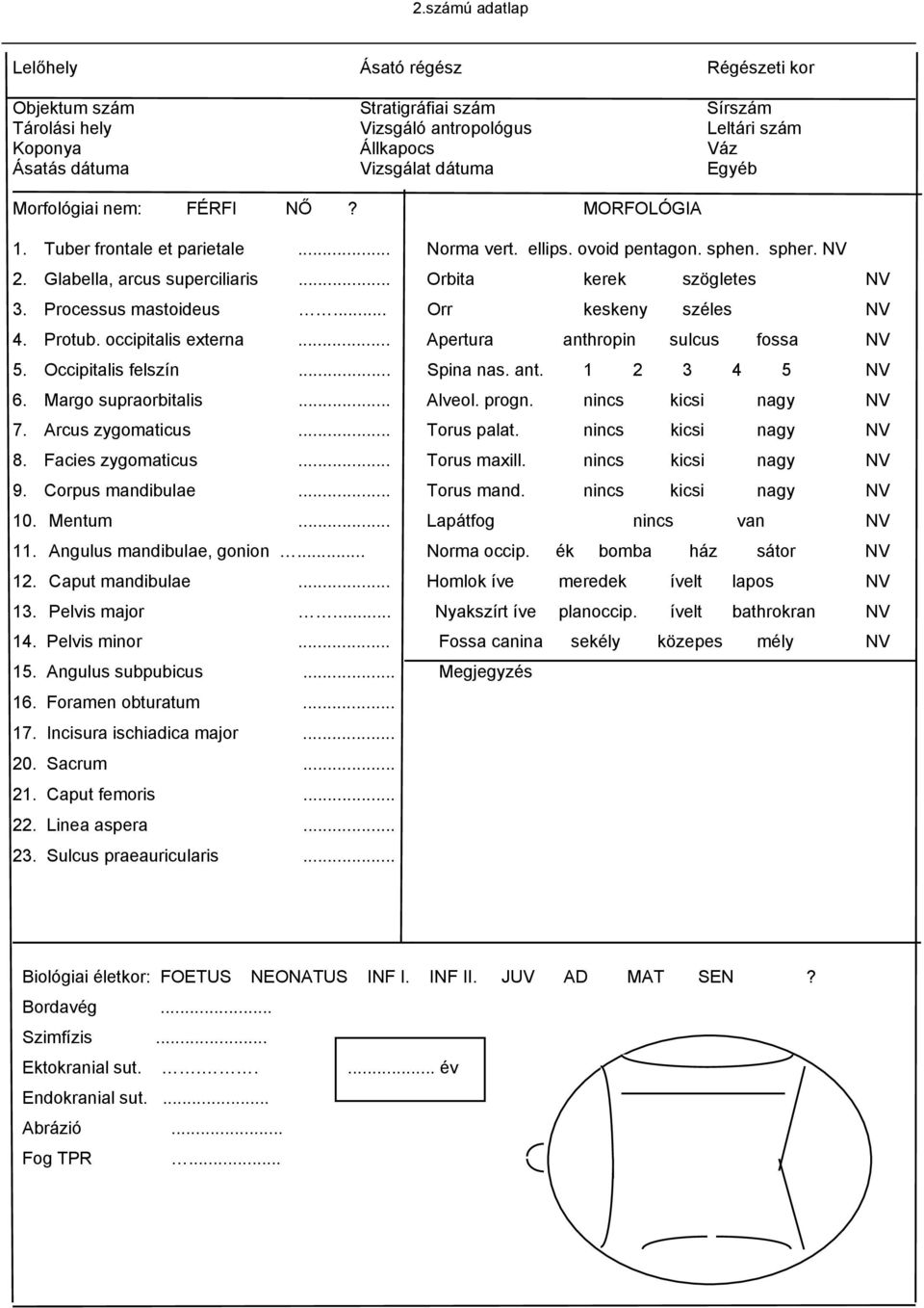 Processus mastoideus... Orr keskeny széles NV 4. Protub. occipitalis externa... Apertura anthropin sulcus fossa NV 5. Occipitalis felszín... Spina nas. ant. 1 2 3 4 5 NV 6. Margo supraorbitalis.