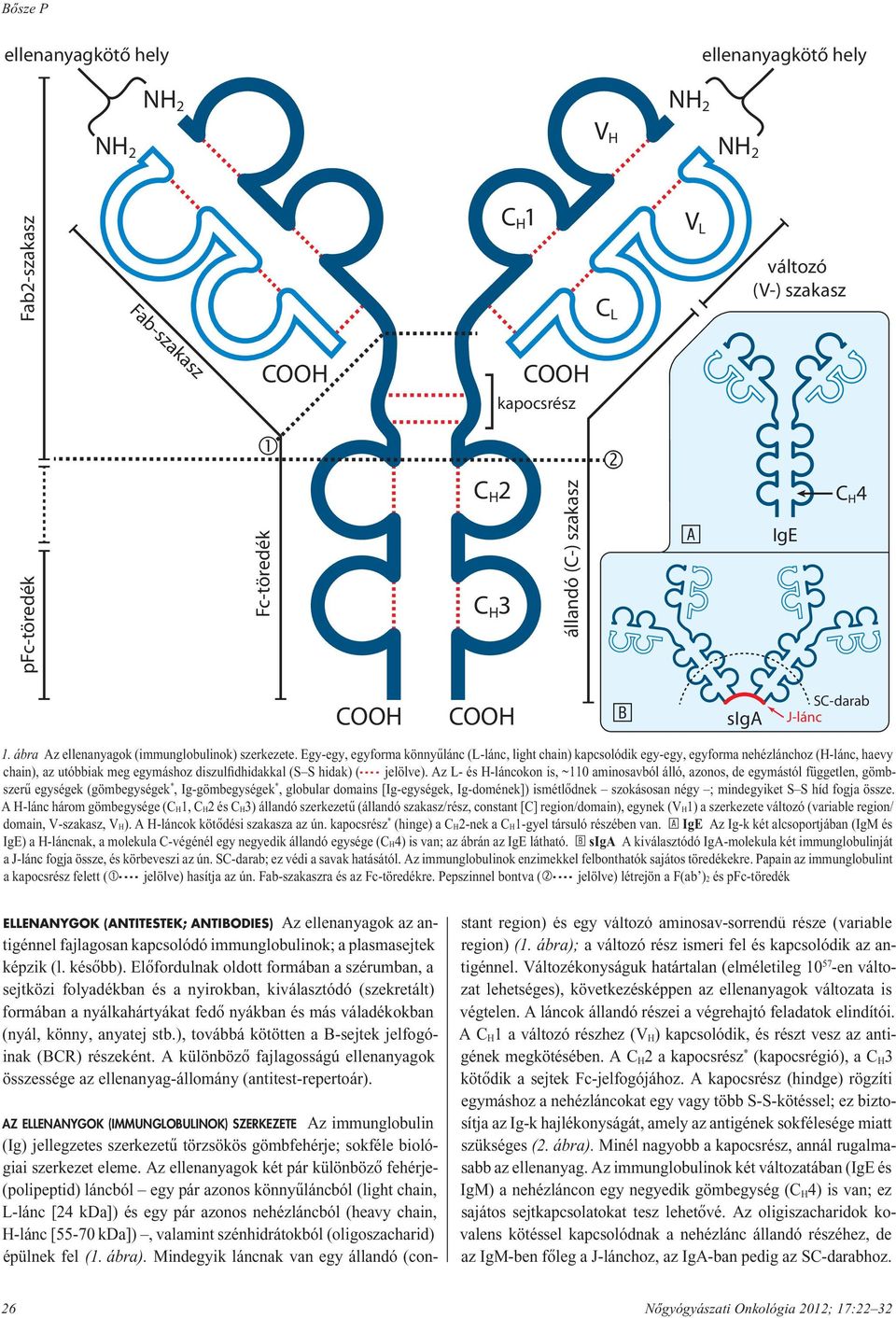 Egy-egy, egyforma könnyûlánc (L-lánc, light chain) kapcsolódik egy-egy, egyforma nehézlánchoz (H-lánc, haevy chain), az utóbbiak meg egymáshoz diszulfidhidakkal (S S hidak) (- --- jelölve).