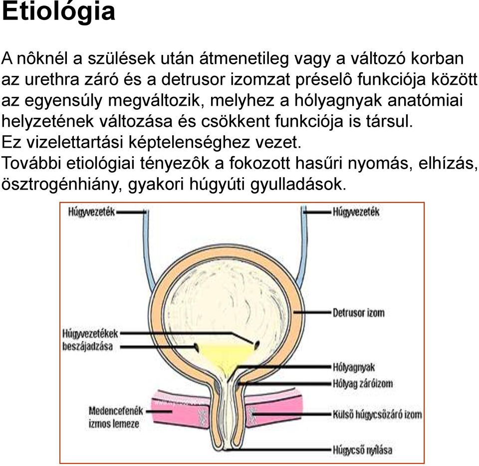 anatómiai helyzetének változása és csökkent funkciója is társul.