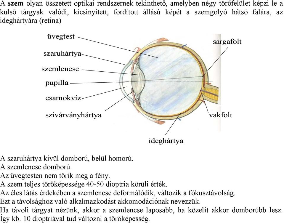 Az üvegtesten nem törik meg a fény. A szem teljes törőképessége 40-50 dioptria körüli érték. Az éles látás érdekében a szemlencse deformálódik, változik a fókusztávolság.