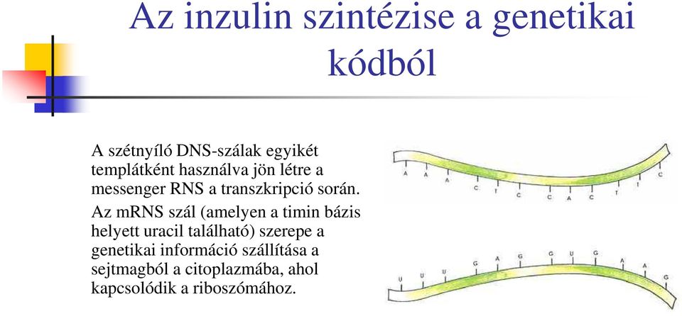 Az mrns szál (amelyen a timin bázis helyett uracil található) szerepe a