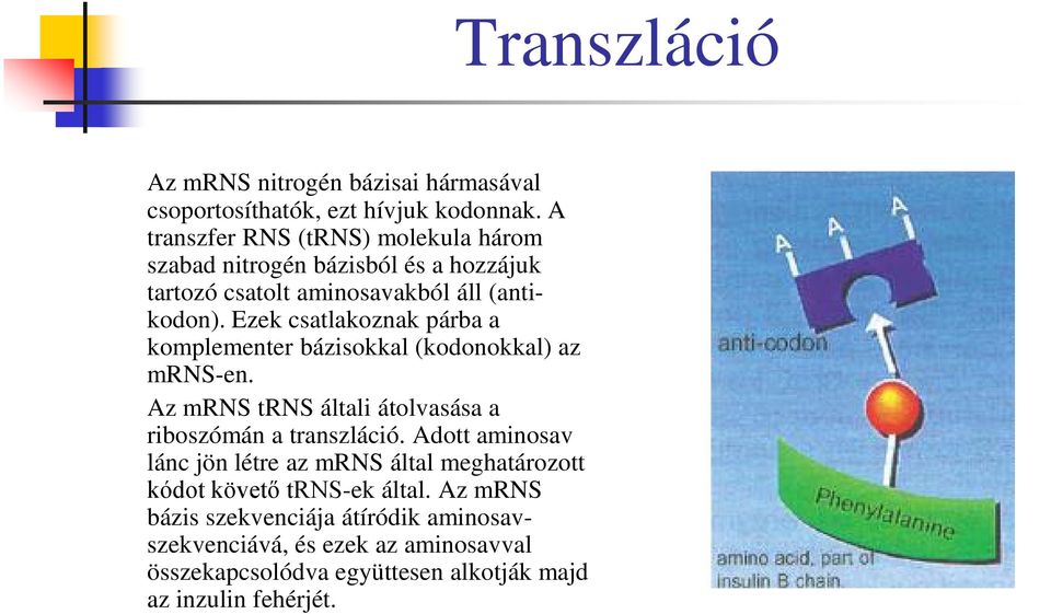 Ezek csatlakoznak párba a komplementer bázisokkal (kodonokkal) az mrns-en. Az mrns trns általi átolvasása a riboszómán a transzláció.