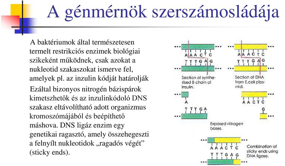 az inzulin kódját határolják Ezáltal bizonyos nitrogén bázispárok kimetszhetők és az inzulinkódoló DNS szakasz