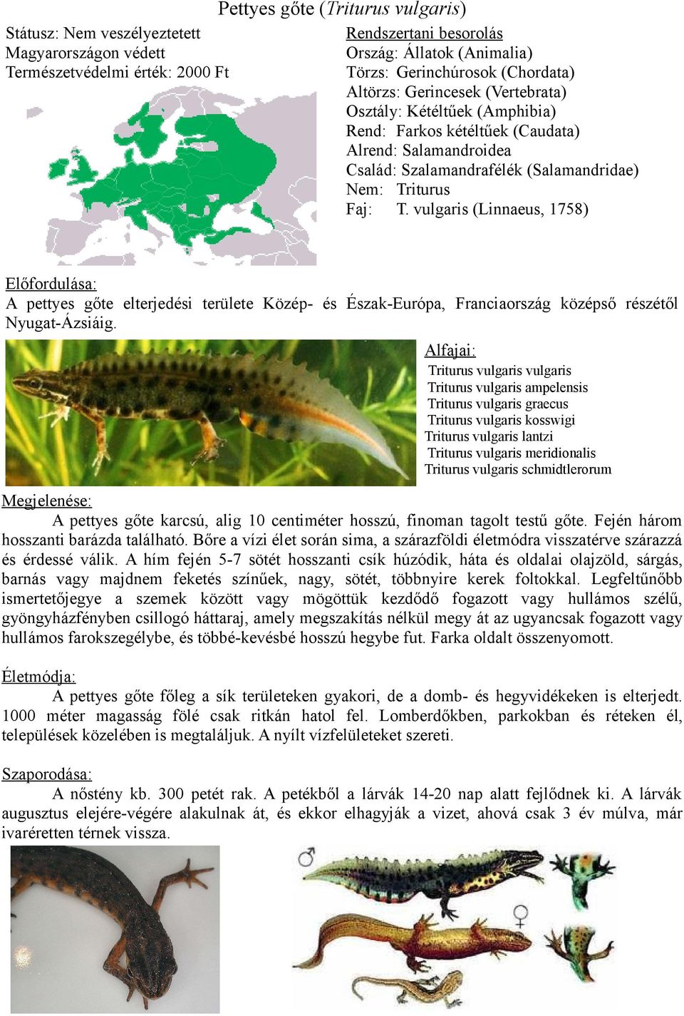 vulgaris (Linnaeus, 1758) Előfordulása: A pettyes gőte elterjedési területe Közép- és Észak-Európa, Franciaország középső részétől Nyugat-Ázsiáig.