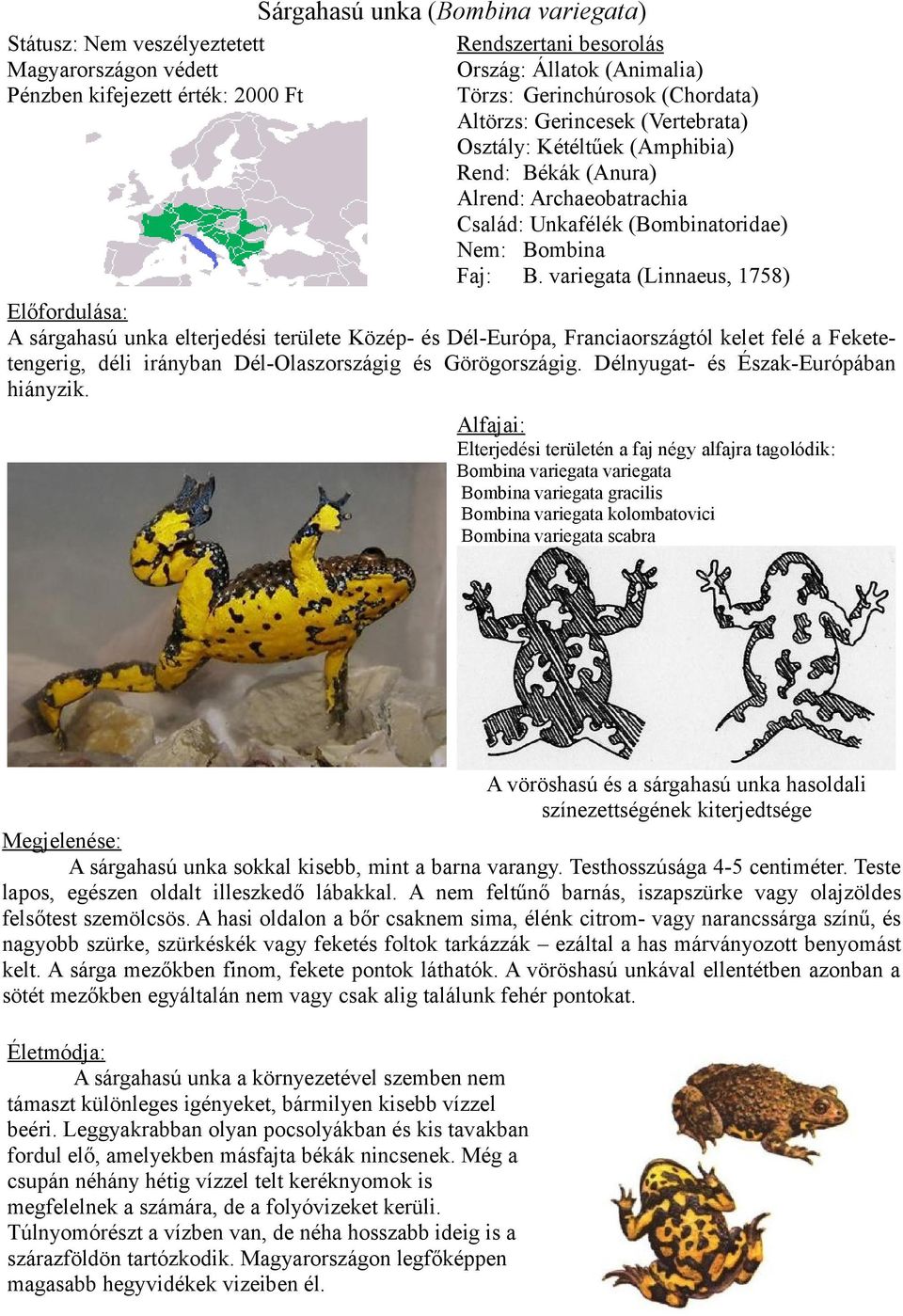 variegata (Linnaeus, 1758) Előfordulása: A sárgahasú unka elterjedési területe Közép- és Dél-Európa, Franciaországtól kelet felé a Feketetengerig, déli irányban Dél-Olaszországig és Görögországig.