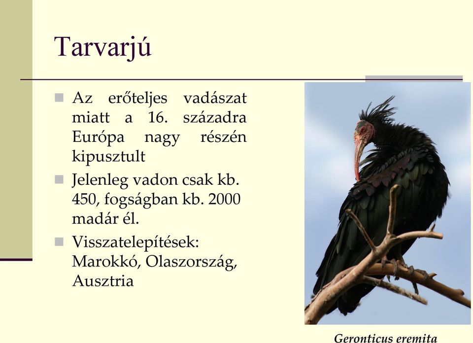 vadon csak kb. 450, fogságban kb. 2000 madár él.