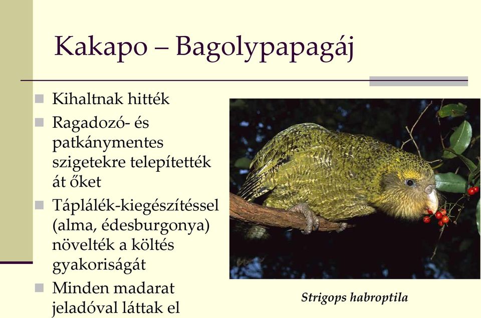 Táplálék-kiegészítéssel (alma, édesburgonya) növelték a