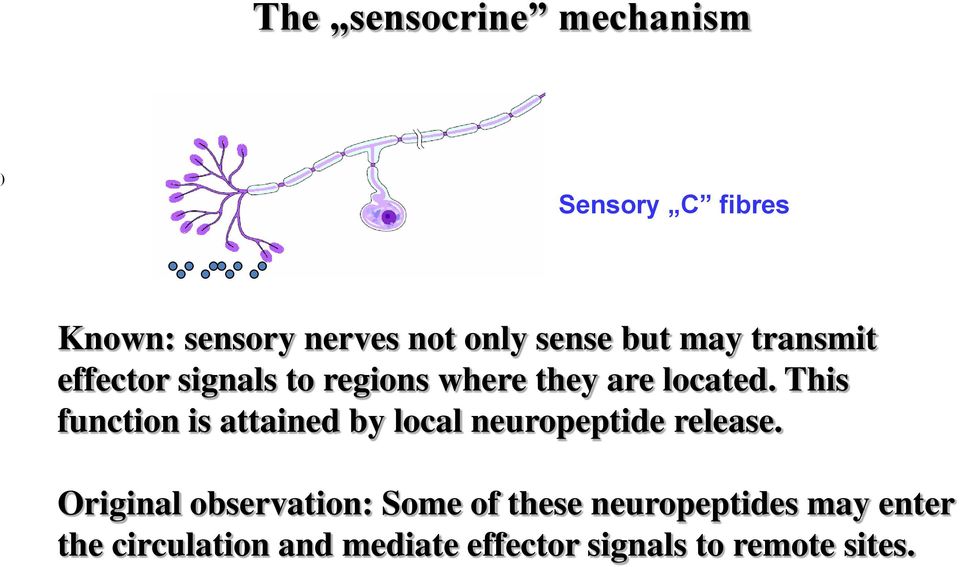 This function is attained by local neuropeptide release.