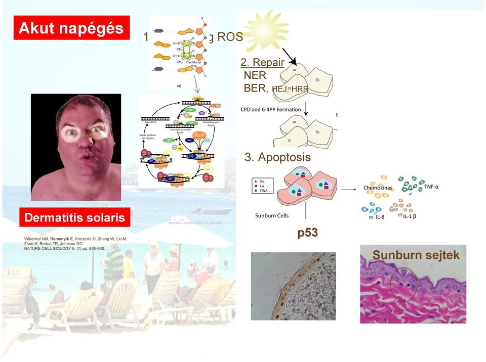 Zhang W, Liu M, Zhao H, Berton TR, Johnson DG: NATURE CELL BIOLOGY 5: