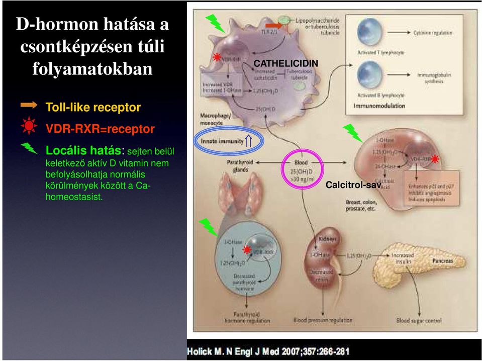 hatás: sejten belül keletkező aktív D vitamin nem