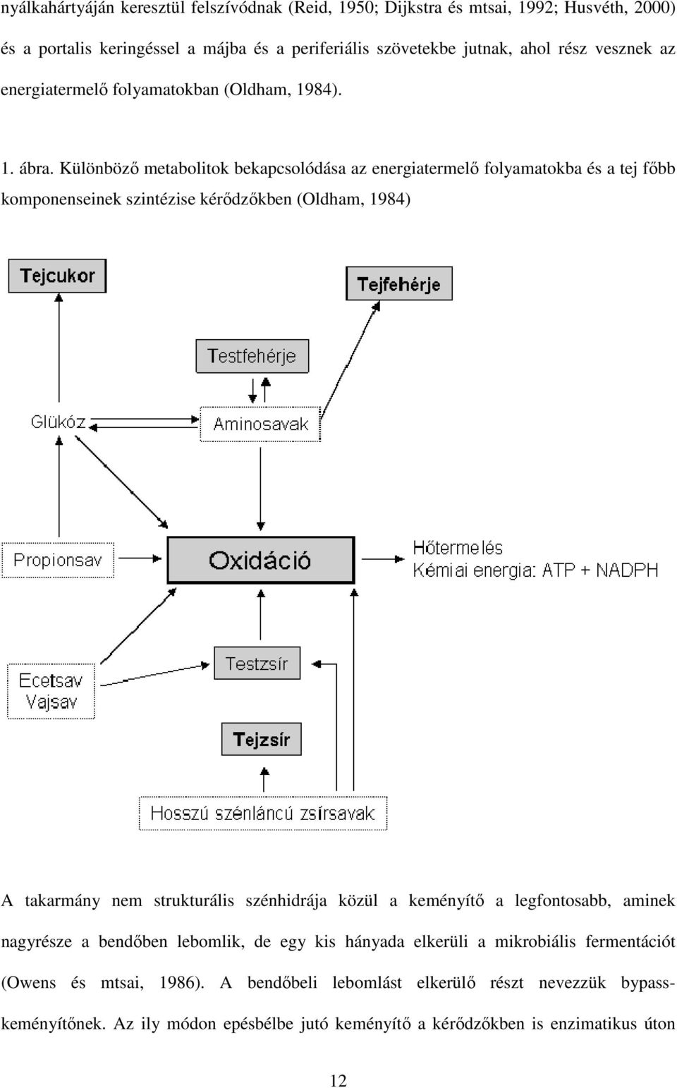 Különböző metabolitok bekapcsolódása az energiatermelő folyamatokba és a tej főbb komponenseinek szintézise kérődzőkben (Oldham, 1984) A takarmány nem strukturális szénhidrája