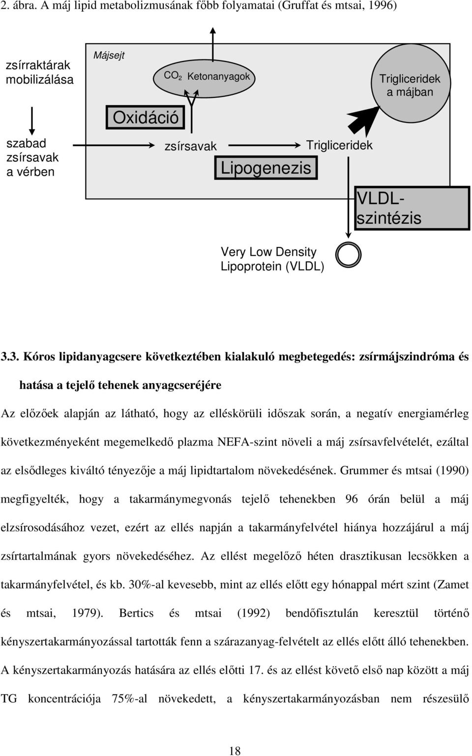 Lipogenezis Trigliceridek Very Low Density Lipoprotein (VLDL) VLDLszintézis és kiválasztás 3.