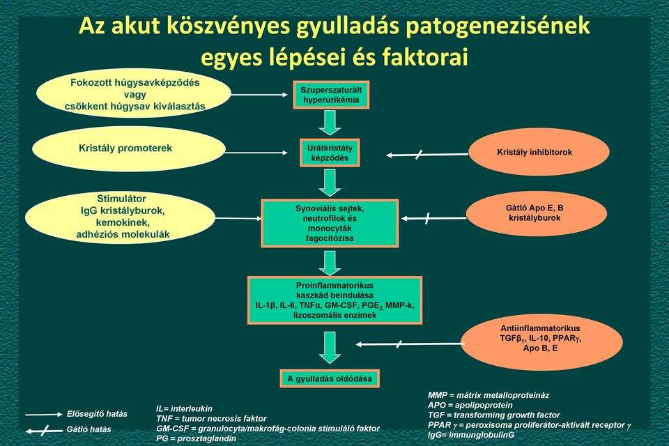 kaszkád beindulása IL-1β, IL-6, TNFα, GM-CSF, PGE 2, MMP-k, lizoszomális enzimek Antiinflammatorikus TGFβ 1, IL-10, PPAR, Apo B, E A gyulladás oldódása Elősegítő hatás Gátló hatás IL= interleukin TNF