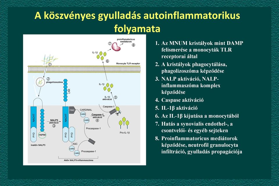 A kristályok phagocytálása, phagolizoszóma képződése 3. NALP aktiváció, NALPinflammaszóma komplex képződése 4.