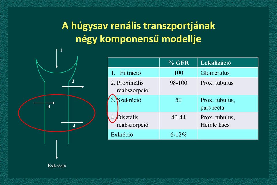 tubulus reabszorpció 3. Szekréció 50 Prox. tubulus, pars recta 4.